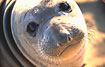 Northern Elephant Seal (female) during matingseason on a beach in California