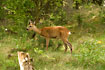 Red Deer (juvenil) eating top shoot from silver fir