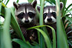 Racoon juvenils in a palmtree