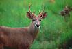 Photo ofWhitetailed deer (Odocoileus virginianus). Photographer: 