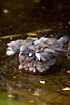 Common Wood Pigeon bathing