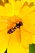 Photo ofMarmalade Hoverfly (Episyrphus balteatus). Photographer: 