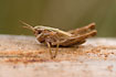 Foto af Almindelig Markgrshoppe (Chorthippus brunneus). Fotograf: 