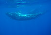 Pod of short-finned Pilot Whales outside the Canary Islands