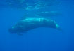 Pod og short-finned Pilot Whales outside the Canary Islands