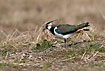 Norhern Lapwing with earthworn in its bill