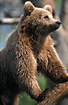 Brown Bear close to feedinghour (captive animal)