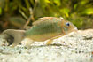 Photo ofEmerald Catfish (Brochis coeruleus). Photographer: 