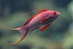 Scalefin Anthias - a Coral reef species 