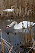 Mute Swan male defending his female nesting 
