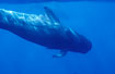 Short-finned Pilot Whale outside the Canary Islands