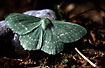 Photo ofLarge Emerald (Geometra papilionaria). Photographer: 