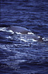 Sperm Whale before a deepdive