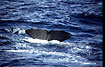 Photo ofSperm whale (Physeter macrocephalus). Photographer: 