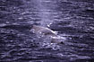 Sperm whale with kittywake flying over its head