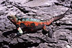 Marine Iguana (male) on Espaola which has just changed collor from black to multicollor. These Marine iguanas have blotches of coppery green and red. The red pigment comes from a particular seaweed that blooms during the summer months, which also coincides with the iguanas mating season.