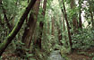 Foto af Rdtr - Giant sequoia (Sequoia sempervirens). Fotograf: 