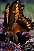 Photo of (Papilio sp.). Photographer: 