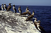 Blue-footed Boobies on a rock