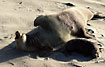 Northern Elephant Seals during mating season on a beach in California
