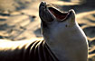 Northern Elephant Seal (female) during matingseason on a beach in California