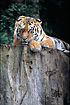 Photo ofSiberian Tiger /Amur Tiger (Panthera tigris altaica). Photographer: 