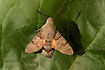 Photo ofHummingbird Hawk Moth (Macroglossa stellatarum ). Photographer: 