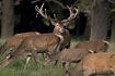 Red Deer watching over his females in the rutting season
