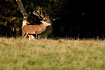 Photo ofRed Deer (Cervus elaphus). Photographer: 
