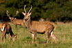 Young Red Deer male