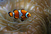 Ocellaris clownfish - like here it often lives in association with the sea anemone Heteractis magnifica, using them for shelter and protection 