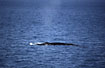 Fin Whale outside the Norwegean coast