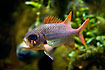 Photo ofPinecone soldierfish  (Myriphistis murdjan). Photographer: 