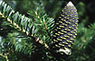 Cone from fir