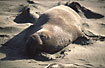 Photo ofNorthern Elephant Seal (Mirounga angustirostris). Photographer: 