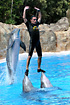 Dolphin show with Bottlenosed Dolphins - Loro Parque, Tenerife