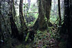 Primary rainforest