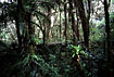 Lowland rainforest in Guatemala