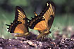 Photo ofThoas Swallowtail  (Papilo thoas). Photographer: 