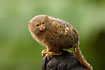 Photo ofPygmy marmoset (Callithrix pygmaea). Photographer: 