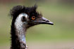 Emu (Captive animal)