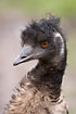 Emu (Captive animal)