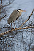 Grey Heron in birch tree