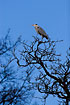 Grey Heron in treetop