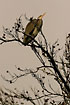 Grey Heron in a treetop
