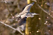 Grey Heron in the air