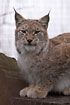 European Lynx (captive animal)