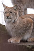 Foto af Europisk los (Lynx lynx). Fotograf: 