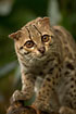 Foto af Ozelot (Leopardus pardalis). Fotograf: 