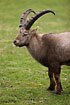 Alpine Ibex (captive animal)